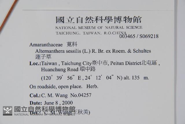 蓮子草藏品圖，第2張