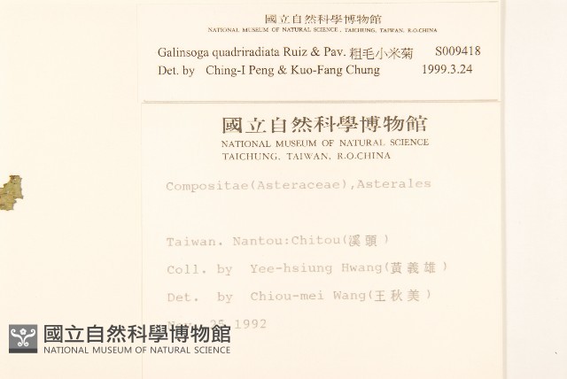 粗毛小米菊藏品圖，第2張