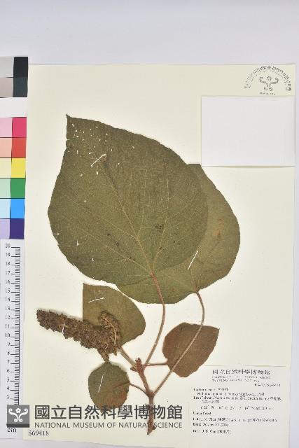 野桐藏品圖，第1張