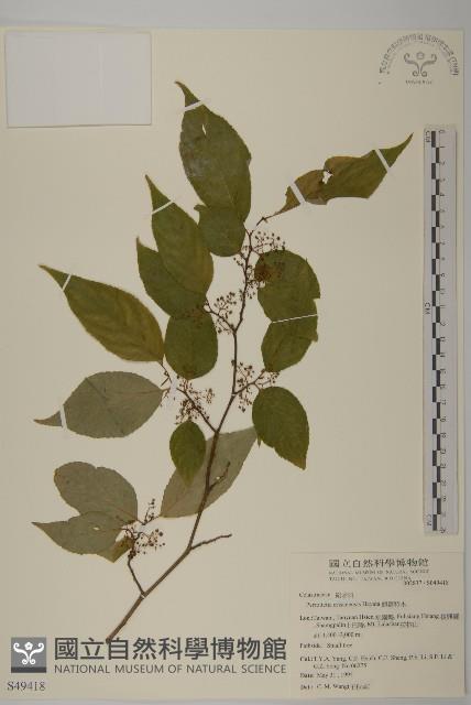 佩羅特木藏品圖，第1張