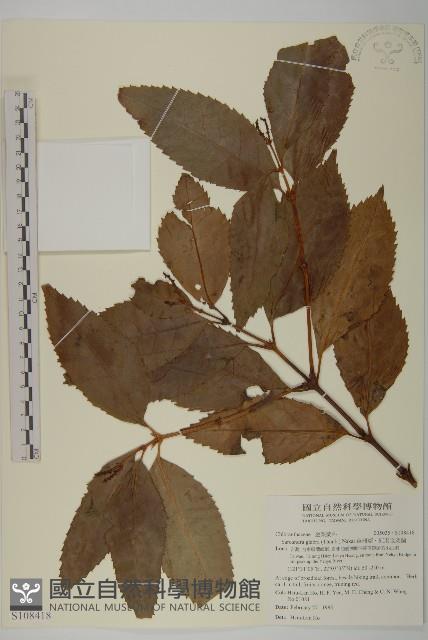 草珊瑚、紅果金粟蘭藏品圖，第1張