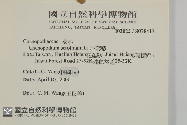 小葉藜藏品圖，第2張