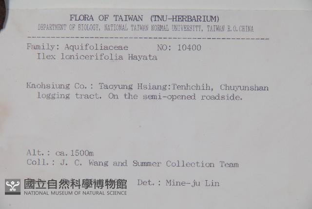 忍冬葉冬青藏品圖，第2張