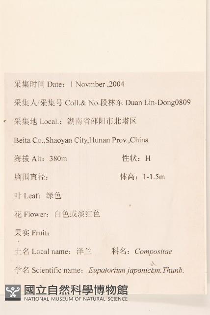 佩蘭、澤蘭藏品圖，第2張