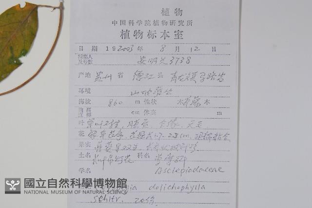 長葉吊燈花藏品圖，第2張
