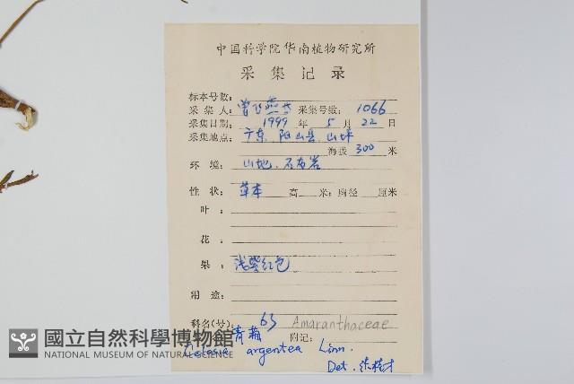 青葙藏品圖，第2張