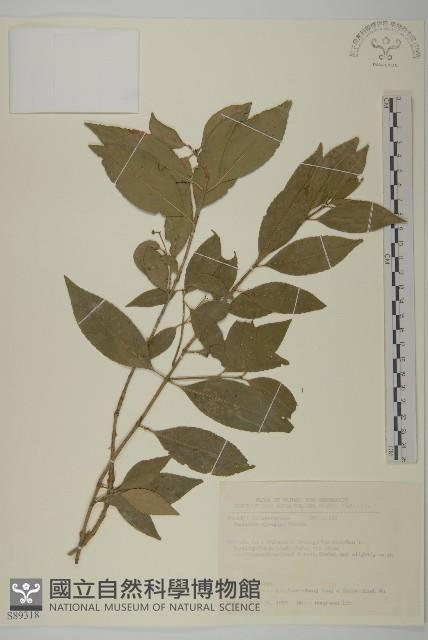 刺果衛矛藏品圖，第1張