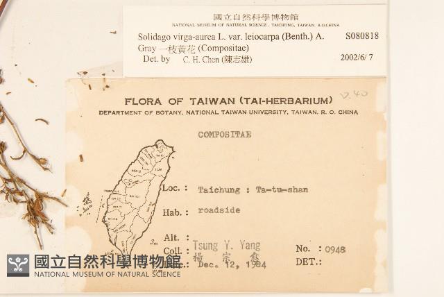 一枝黃花藏品圖，第2張