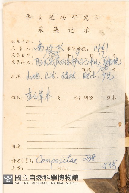 高苞苣藏品圖，第2張