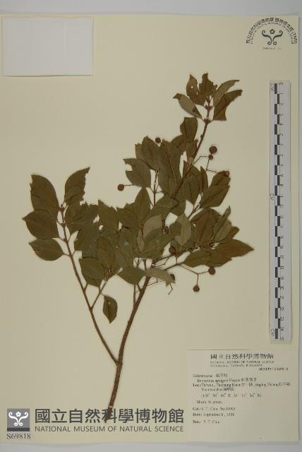 刺果衛矛藏品圖，第1張