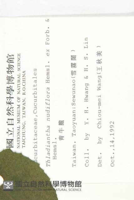 青牛膽藏品圖，第2張