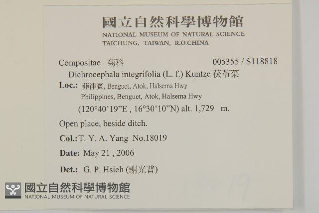 茯苓菜藏品圖，第2張