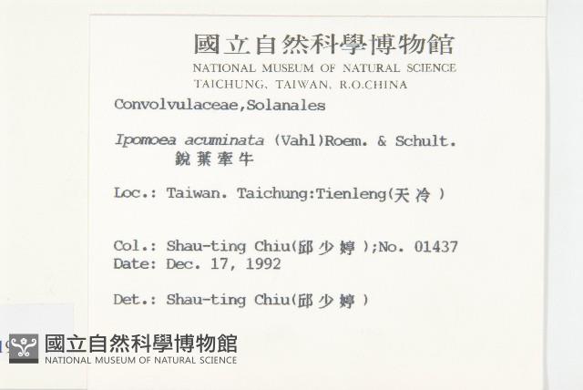 銳葉牽牛藏品圖，第2張