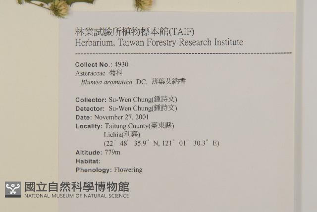 薄葉艾納香藏品圖，第2張