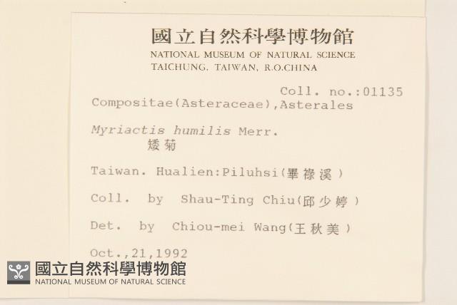 矮菊藏品圖，第2張