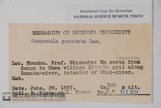 紫斑風鈴草藏品圖，第2張