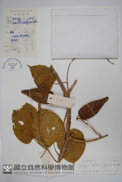 華他卡藤藏品圖，第1張