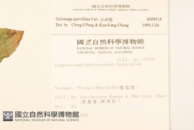 小米菊藏品圖，第2張