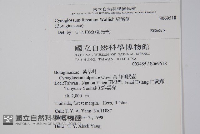 琉璃草藏品圖，第2張