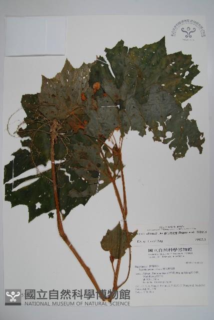 裂葉秋海棠藏品圖，第1張