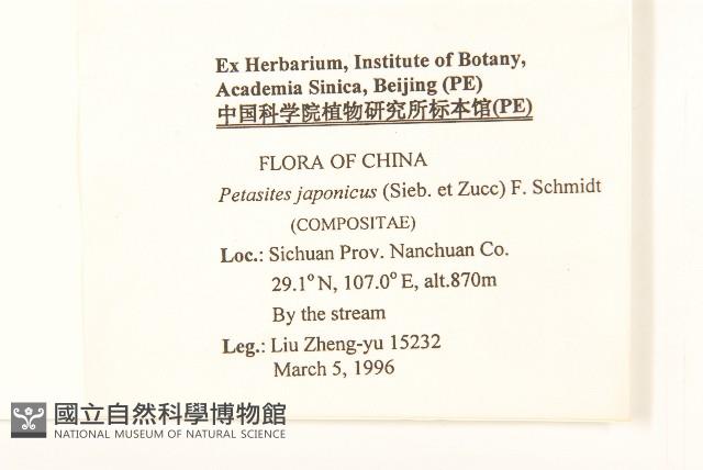 蜂斗菜、蛇頭菜藏品圖，第2張