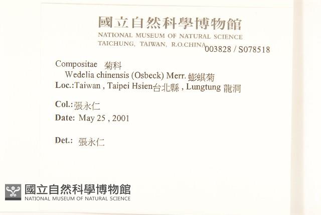 蟛蜞菊藏品圖，第2張