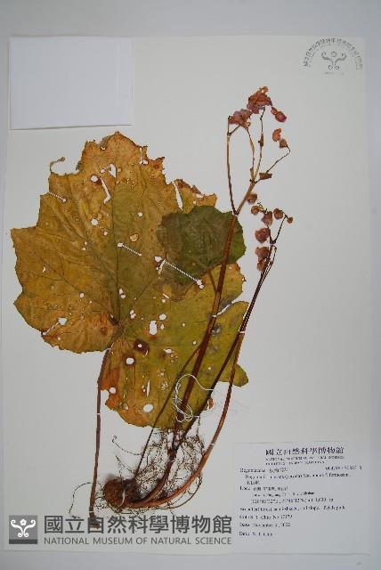 水鴨腳藏品圖，第1張