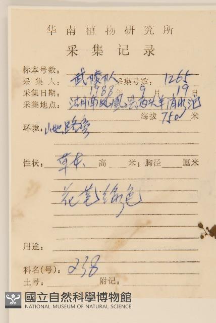 苦實菜藏品圖，第2張