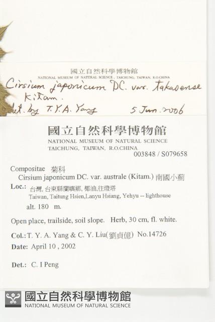 白花小薊藏品圖，第2張