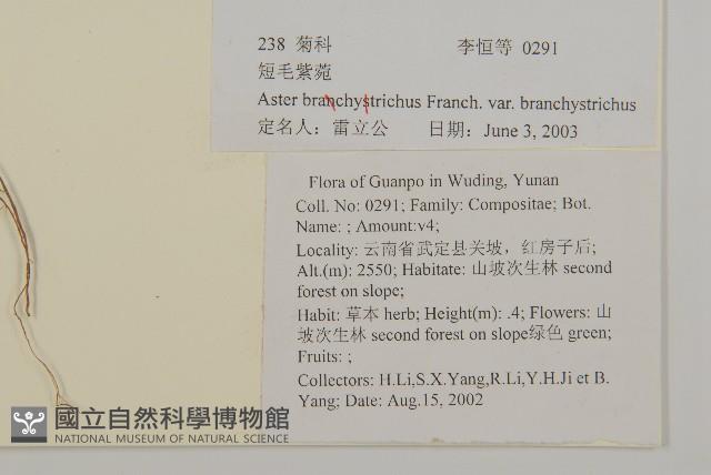 短毛紫菀藏品圖，第2張