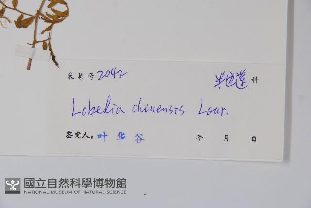 半邊蓮、鐮磨仔草藏品圖，第2張