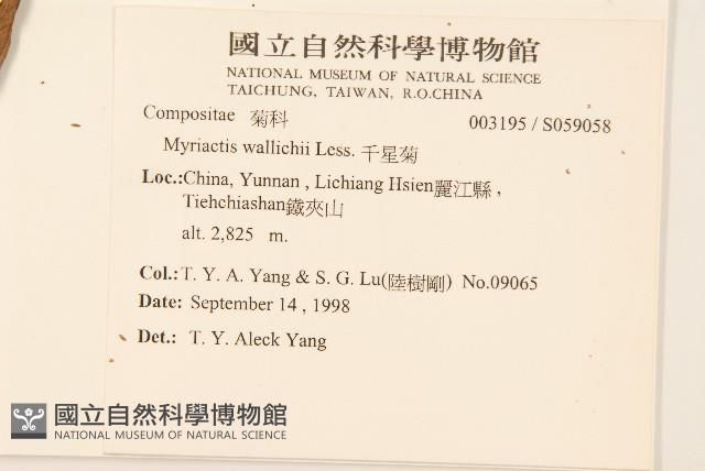 千星菊藏品圖，第2張