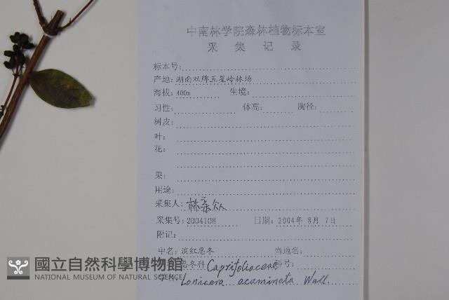 阿里山忍冬、漸尖葉忍冬藏品圖，第2張