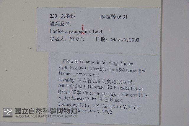 貴州忍冬藏品圖，第2張