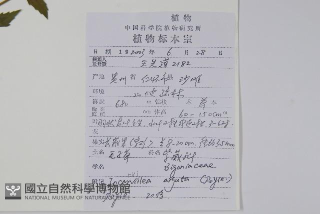 毛子草藏品圖，第2張