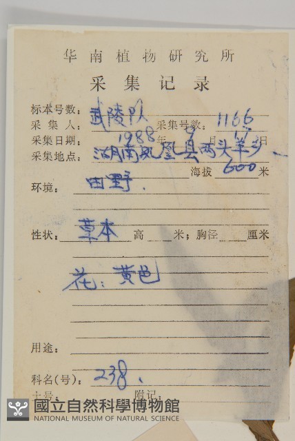 狼把草藏品圖，第2張