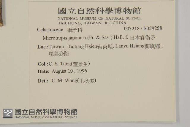 日本賽衛矛、日本假衛矛藏品圖，第2張