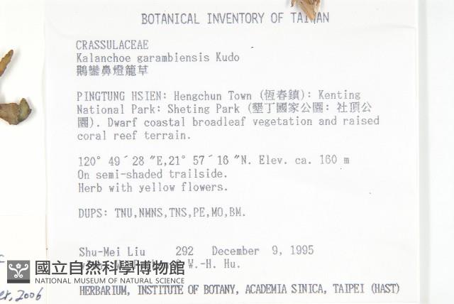 倒吊蓮、匙葉燈籠草藏品圖，第2張