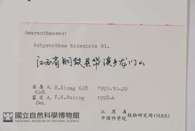 牛膝藏品圖，第2張