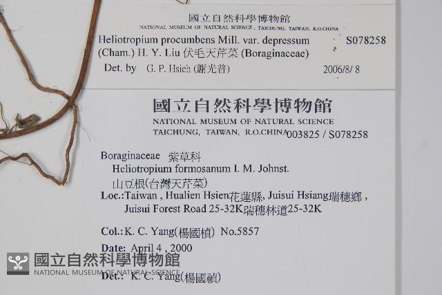 伏毛天芹菜藏品圖，第2張