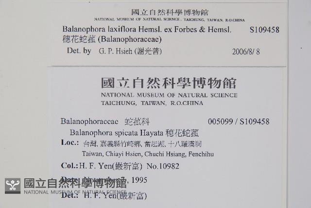 穗花蛇菰藏品圖，第2張