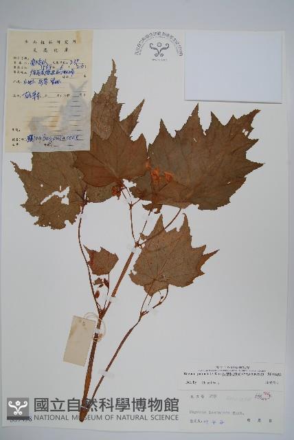 裂葉秋海棠藏品圖，第1張