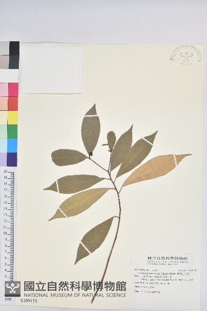 臺灣土沉香藏品圖，第1張