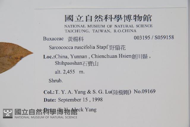 野扇花藏品圖，第2張