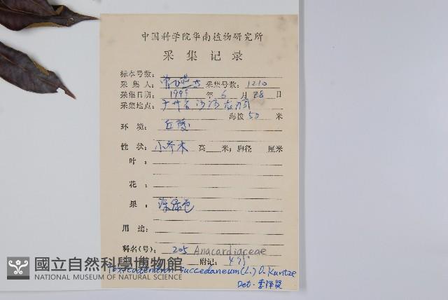 野漆、木臘樹藏品圖，第2張