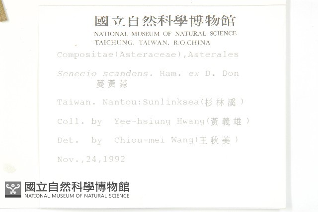 蔓黃菀藏品圖，第2張