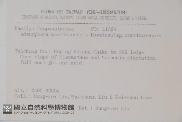 玉山沙參藏品圖，第2張