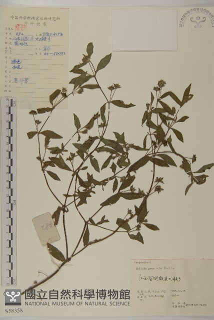鱧腸藏品圖，第1張