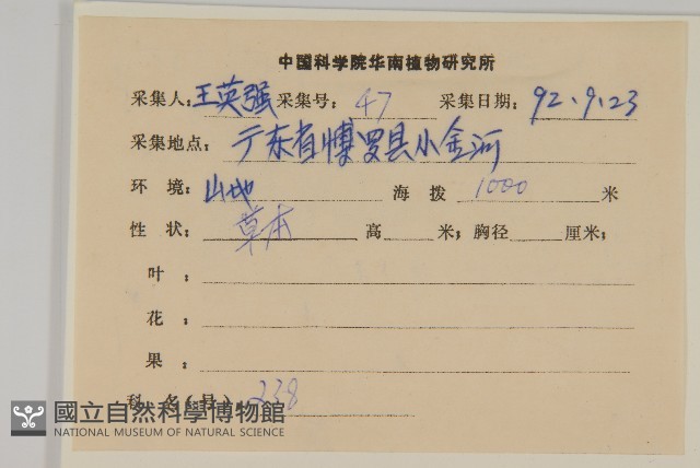 白舌紫菀藏品圖，第2張