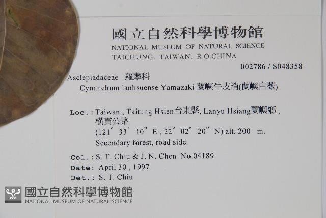 蘭嶼牛皮消、蘭嶼白薇藏品圖，第2張